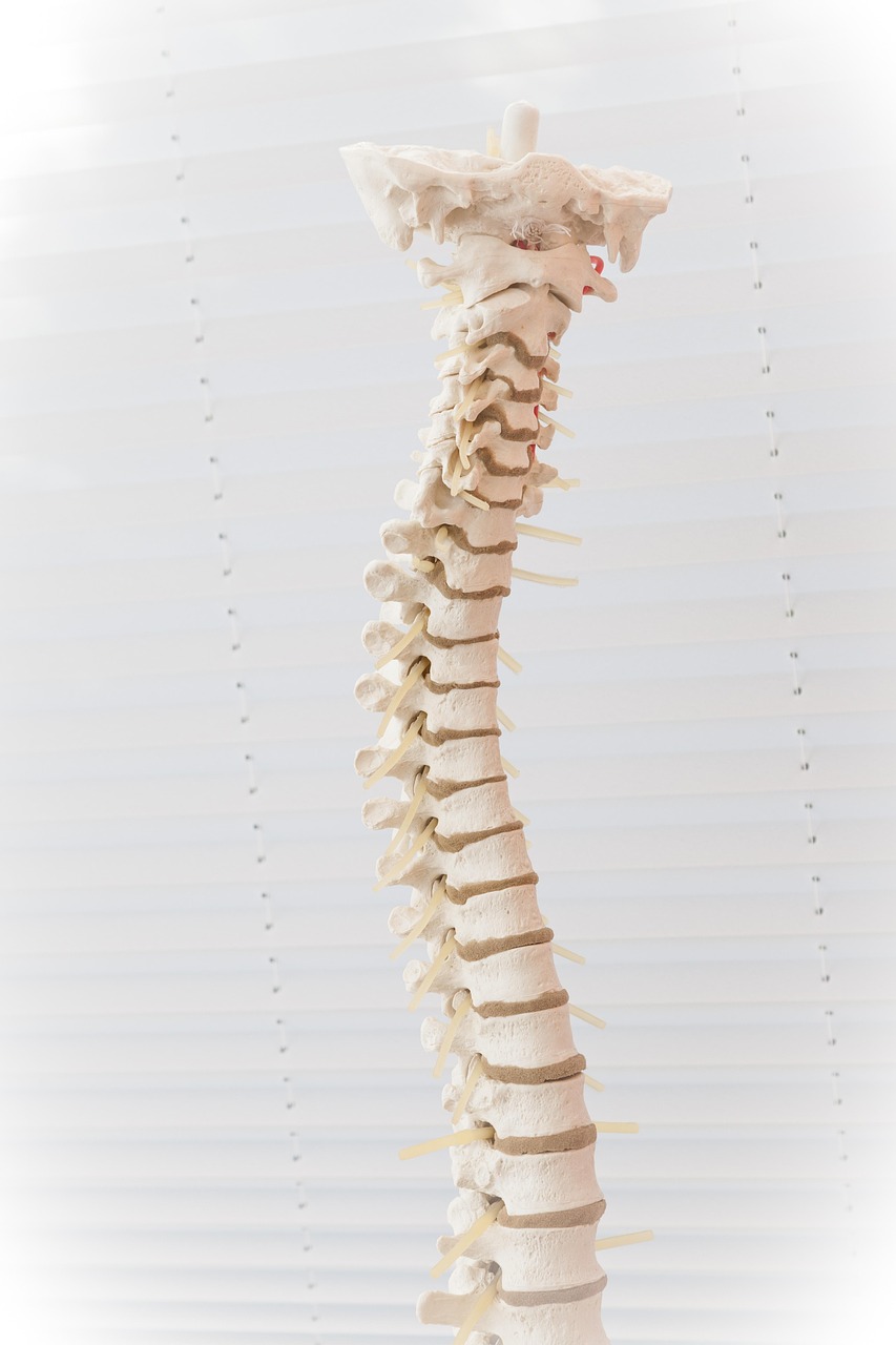 Spine Disc The Back